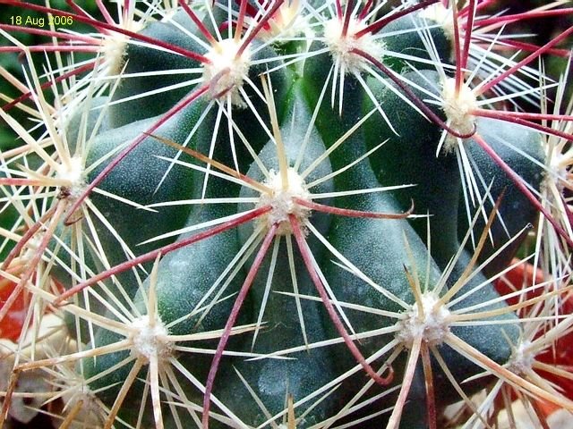 Sclerocactus_ polyancistrus_ 07